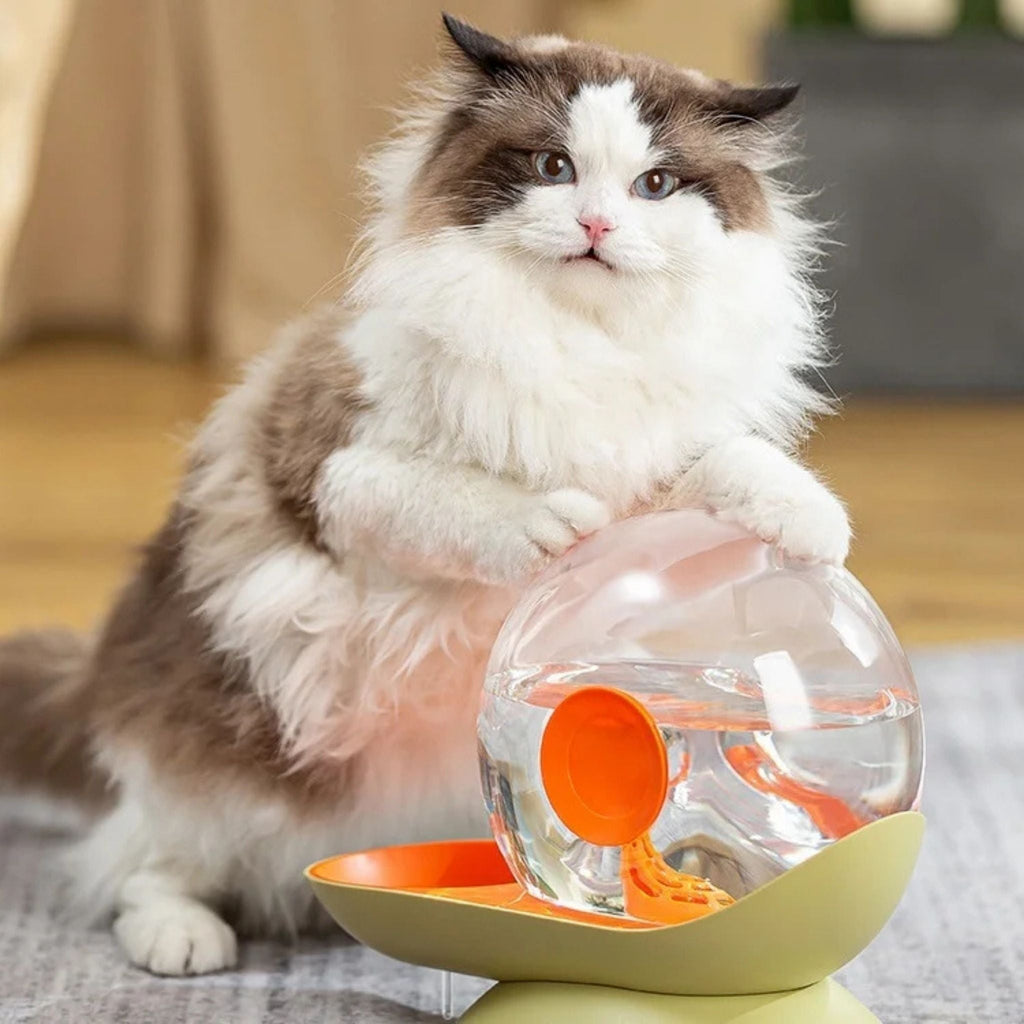 gamelle chat eau escargot
