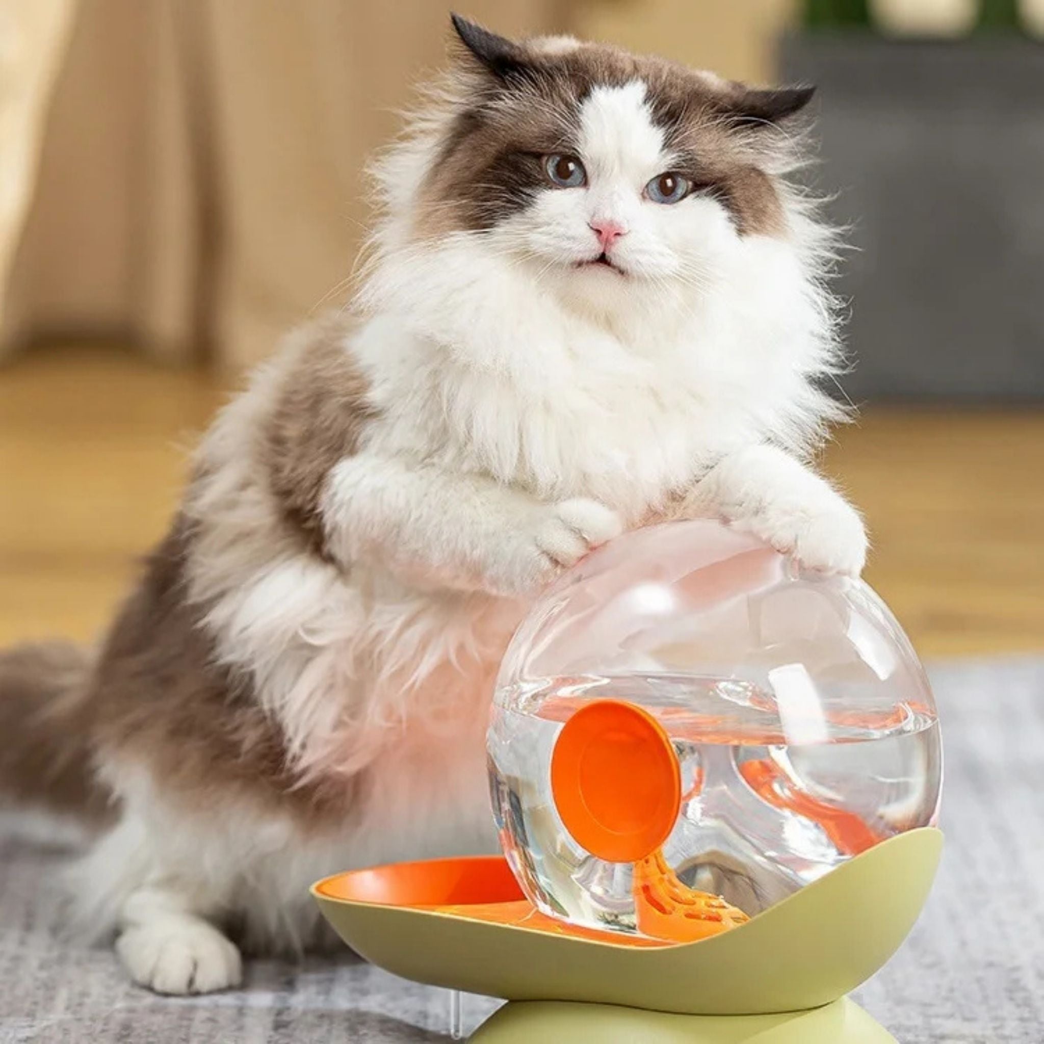 distributeur eau chat escargot