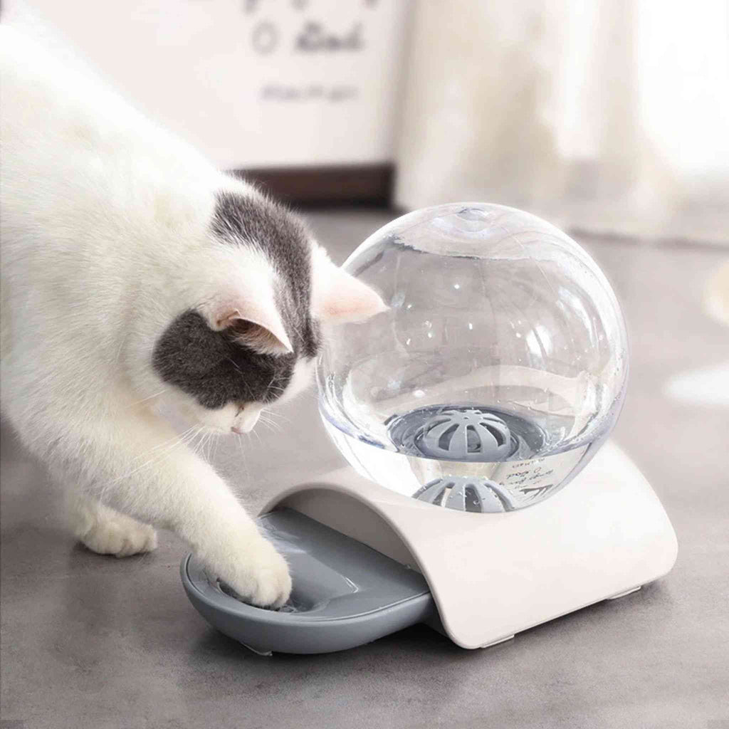 distributeur eau pour chat | ChatOasis