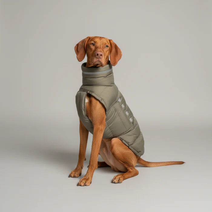 Doudoune Coupe-vent Et Imperméable Pour Chien Lévrier