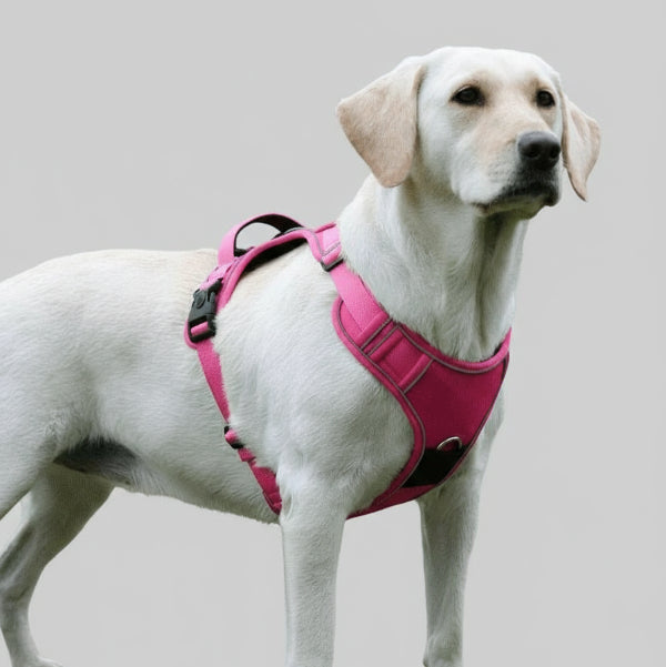 Harnais Pour Chien Avec Emplacement AirTag