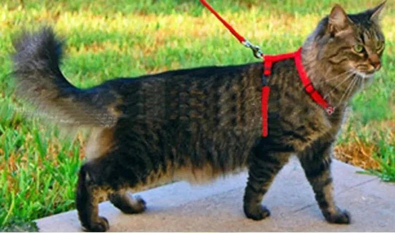 Ensemble Harnais Et Laisse Pour Chat Résistant