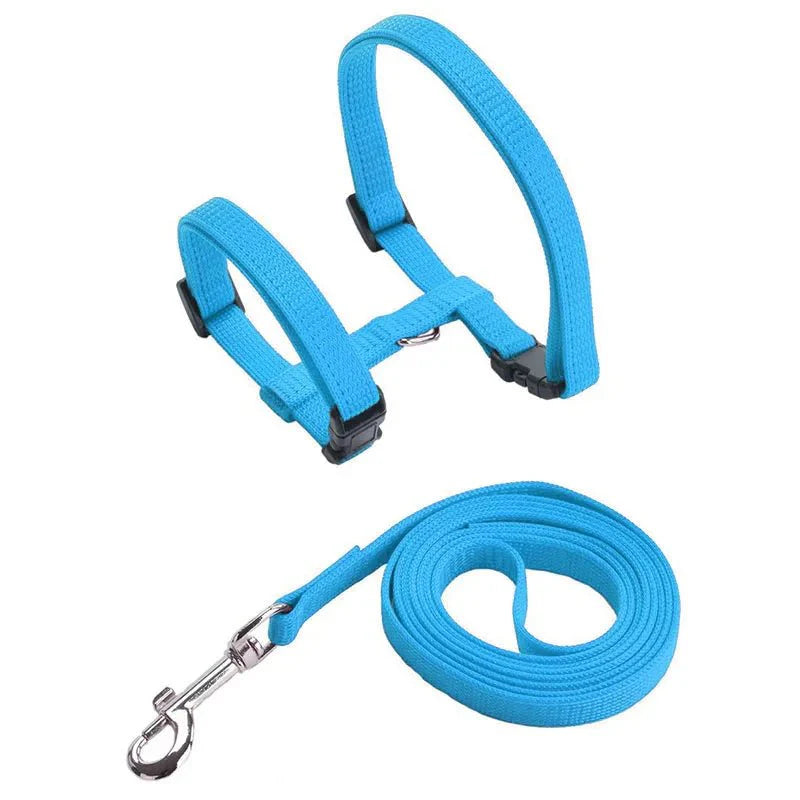 Ensemble harnais et laisse pour chien bleu en nylon léger et résistant Oscar et Plume