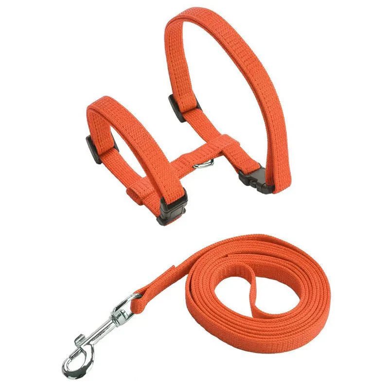Ensemble harnais et laisse pour chien orange de la marque Oscar et Plume avec fermeture réglable