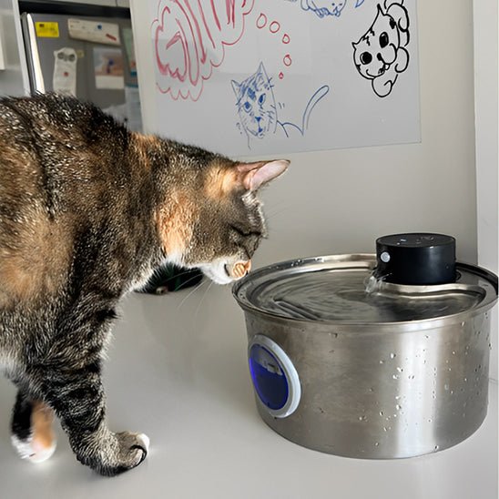 fontaine a eau chat | CORDLESS FONTAINE
