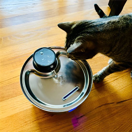 fontaine a eau chat | CORDLESS FONTAINE