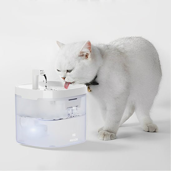 fontaine a eau chat | TRANSPARENT WATER