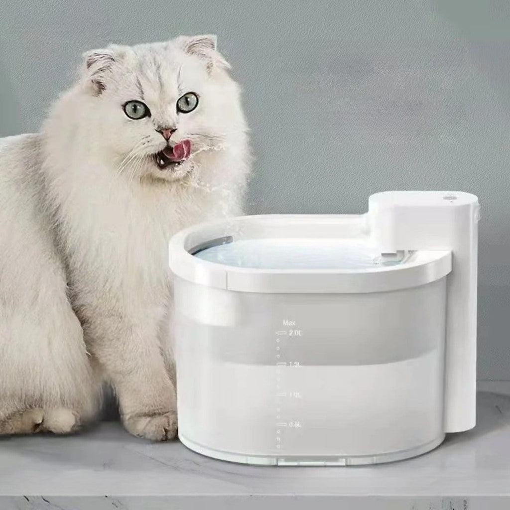 fontaine chat | AquaLibre