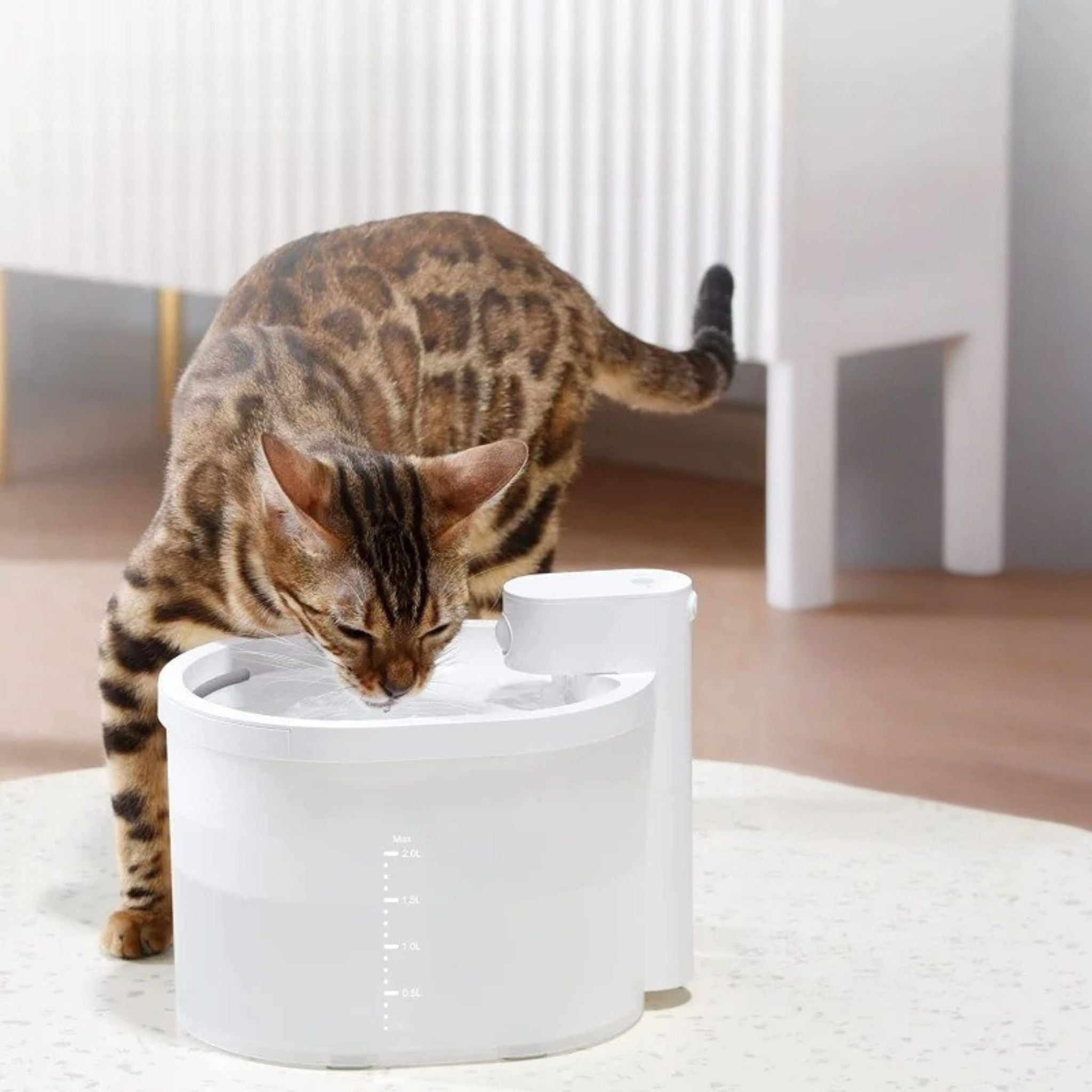 fontaine-chat-libre