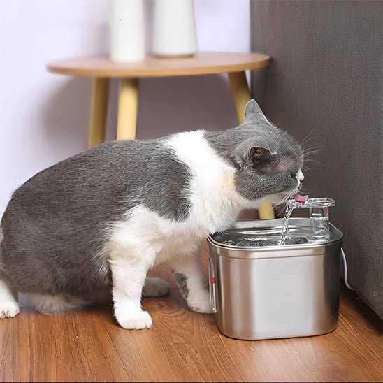 fontaine eau chat | SILVER WATER