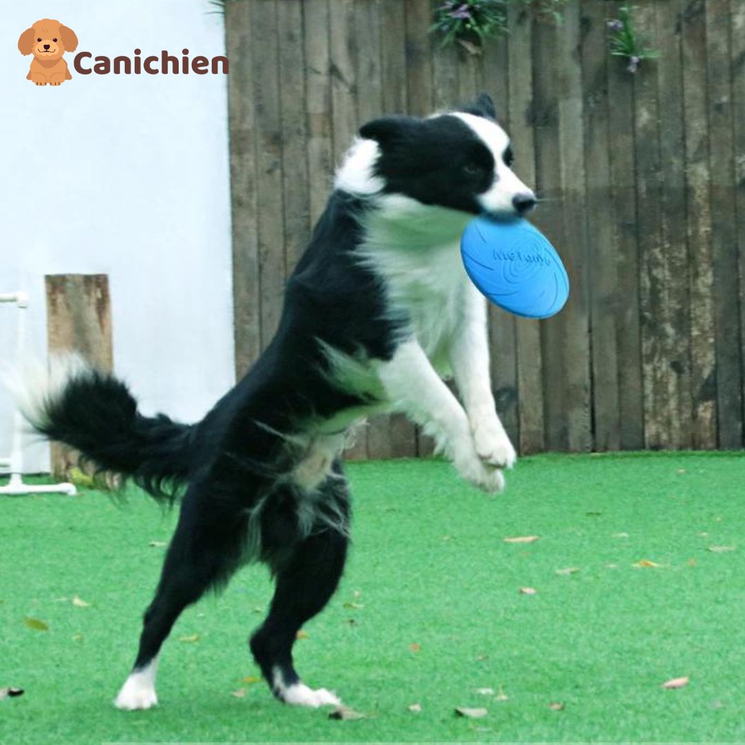 Frisbee chien | PupFly™