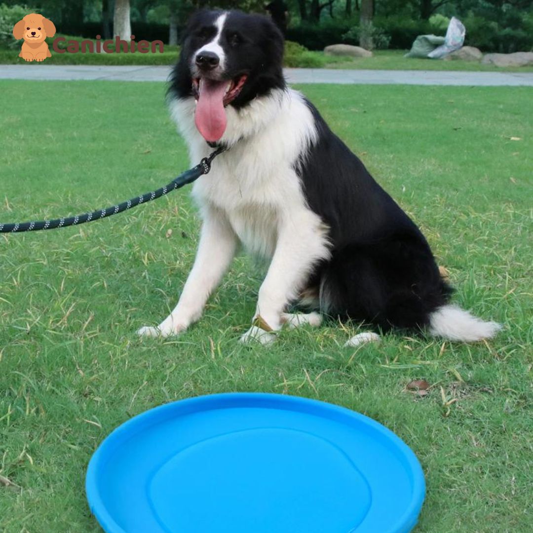 Frisbee chien | PupFly™