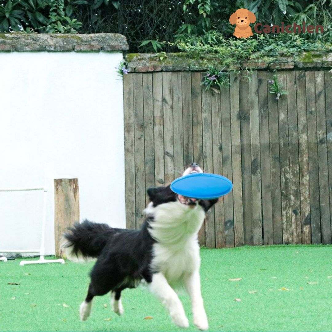Frisbee chien | PupFly™