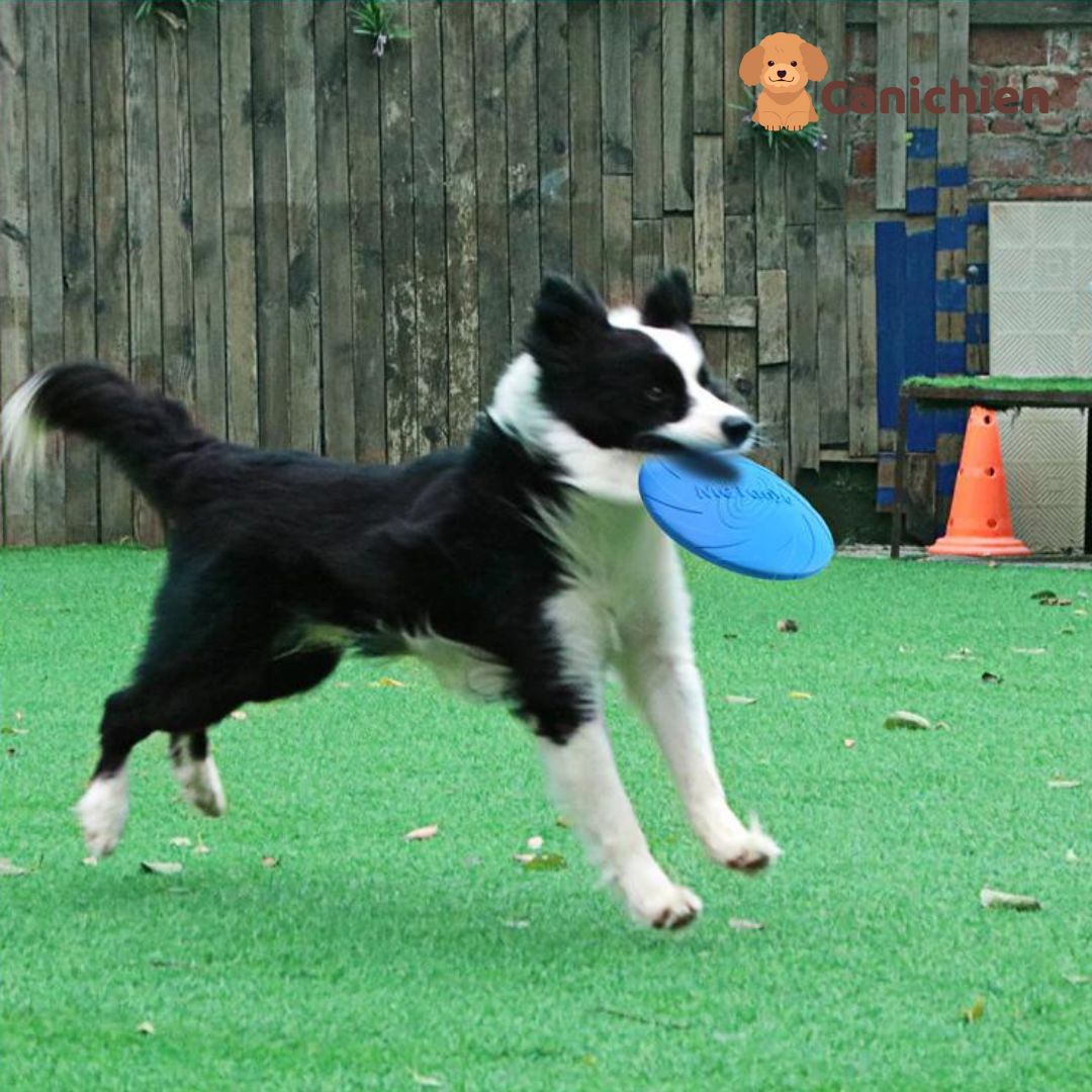 Frisbee chien | PupFly™
