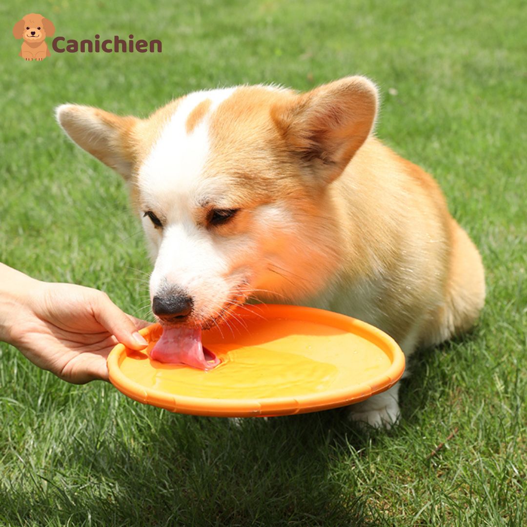 Frisbee chien | PupFly™