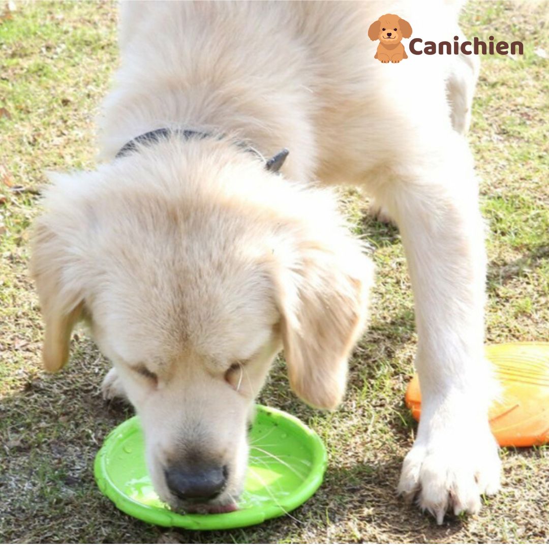 Frisbee chien | PupFly™