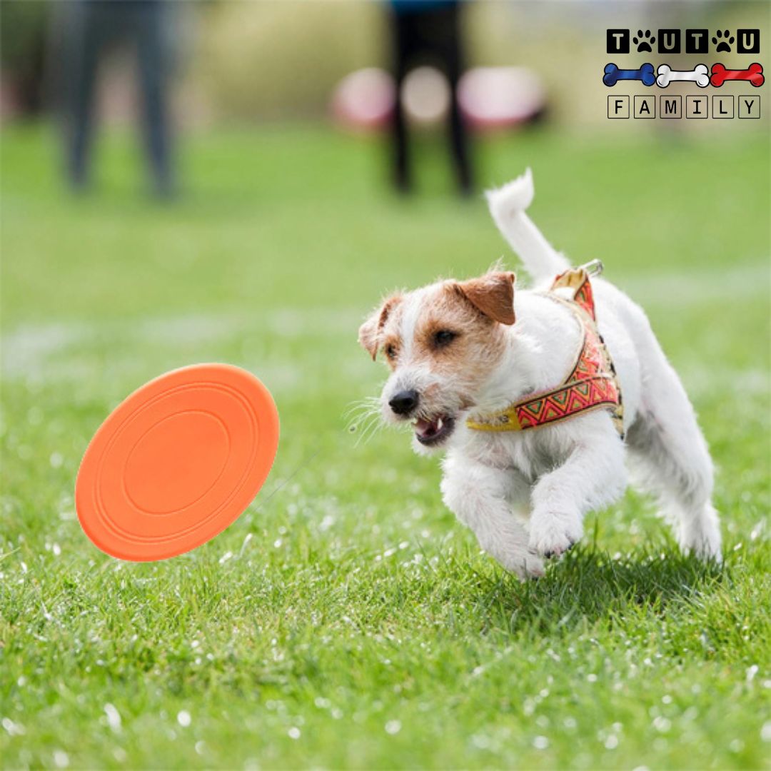 Frisbee pour chien (Lot de 2) - ExtérieurToutou™