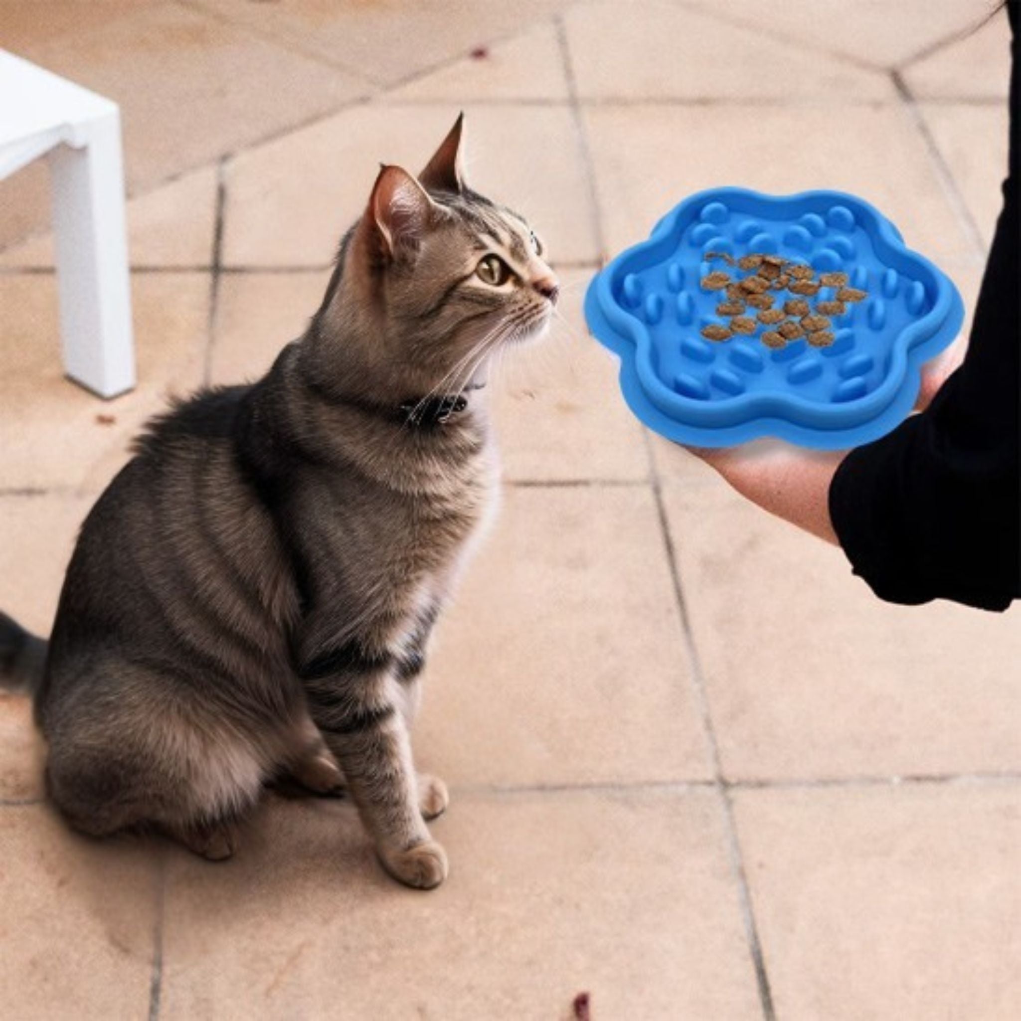 gamelle-anti-glouton-chat-bleu-ralentisseur