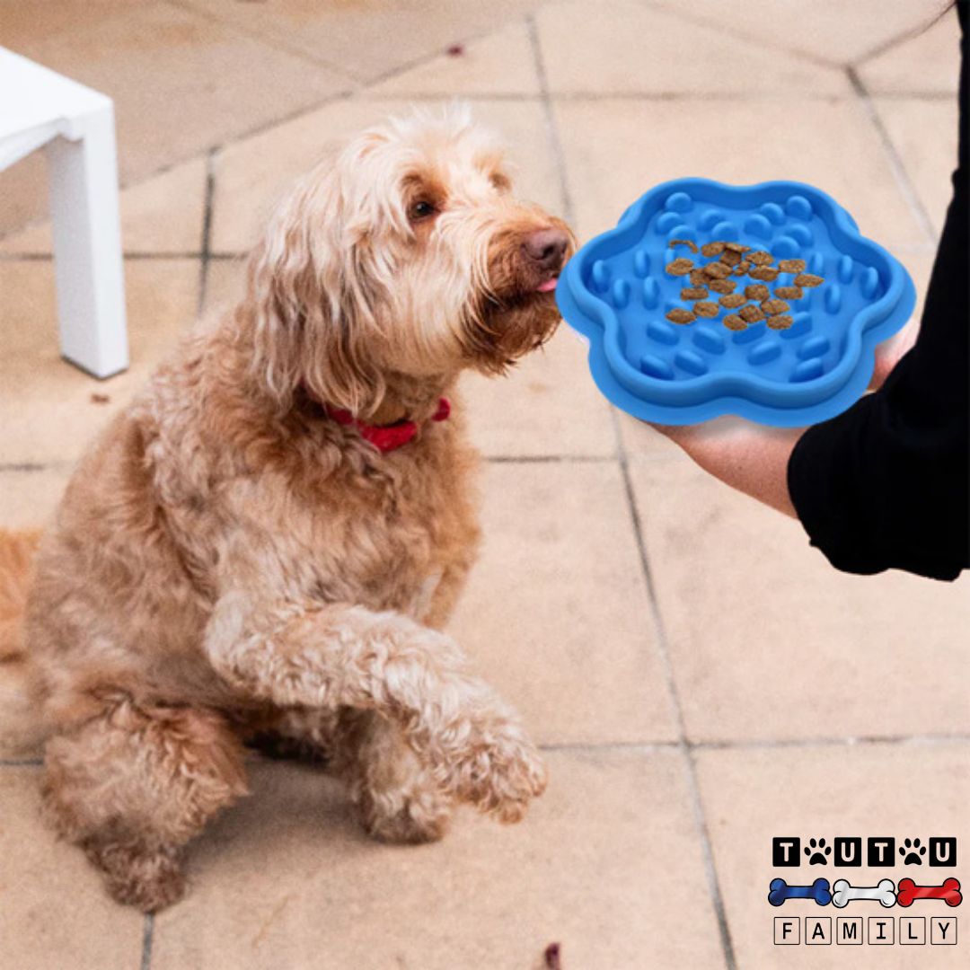 Gamelle anti glouton chien - DigèreToutou™