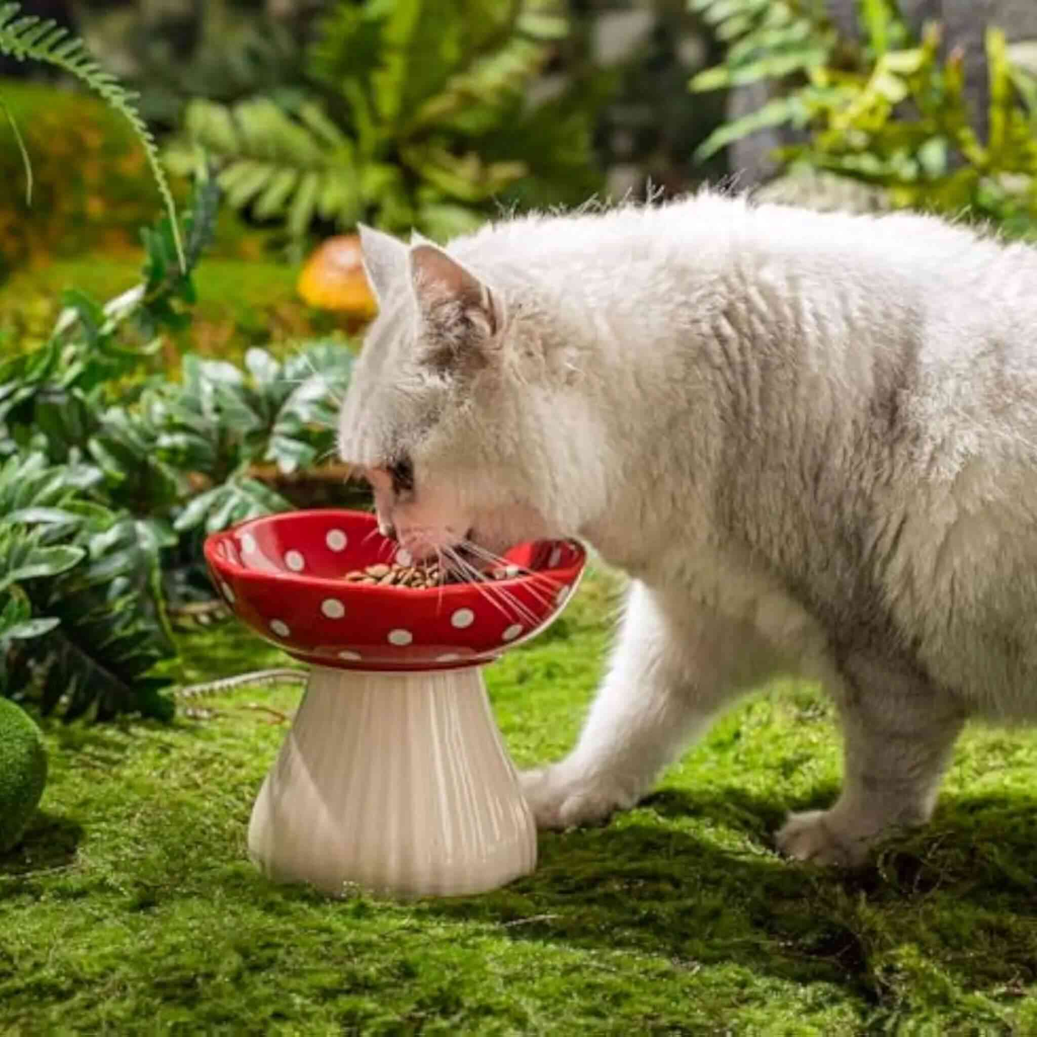 Gamelle chat surélevée champignon