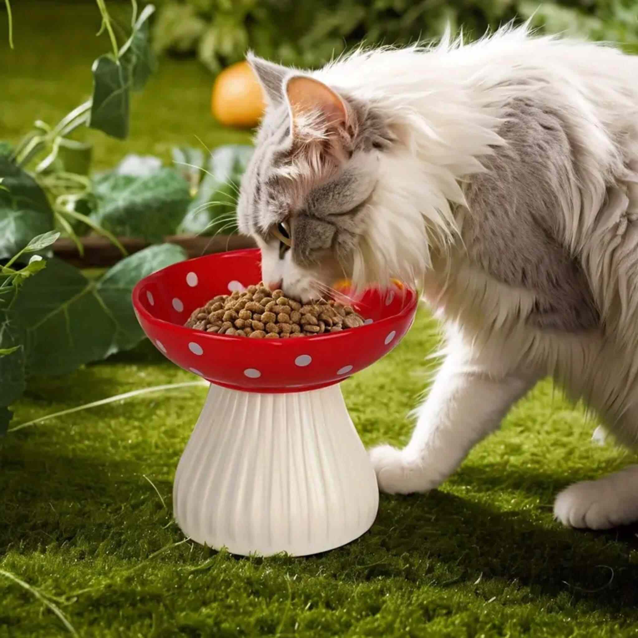 Gamelle chat surélevée champignon