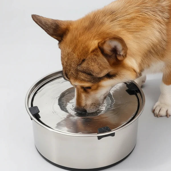 Gamelle anti-éclaboussures pour chien en acier inoxydable