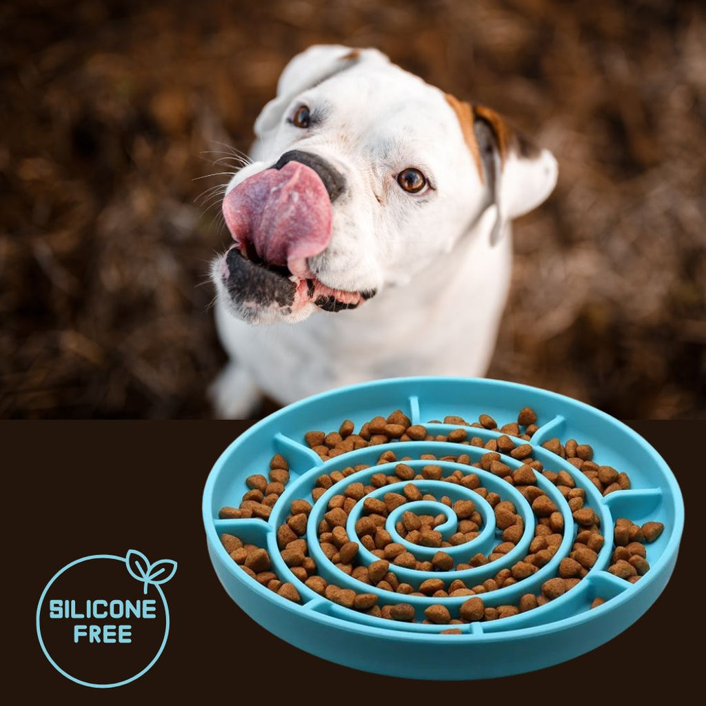 Gamelle-chien-anti-glouton-spirale-bleu-clair-un-staffie-qui-se-lèche-les-babines-en-attendant-sa-gamelle-anti-glouton-en-forme-de-labyrinthe-avec-des-croquettes-cachées