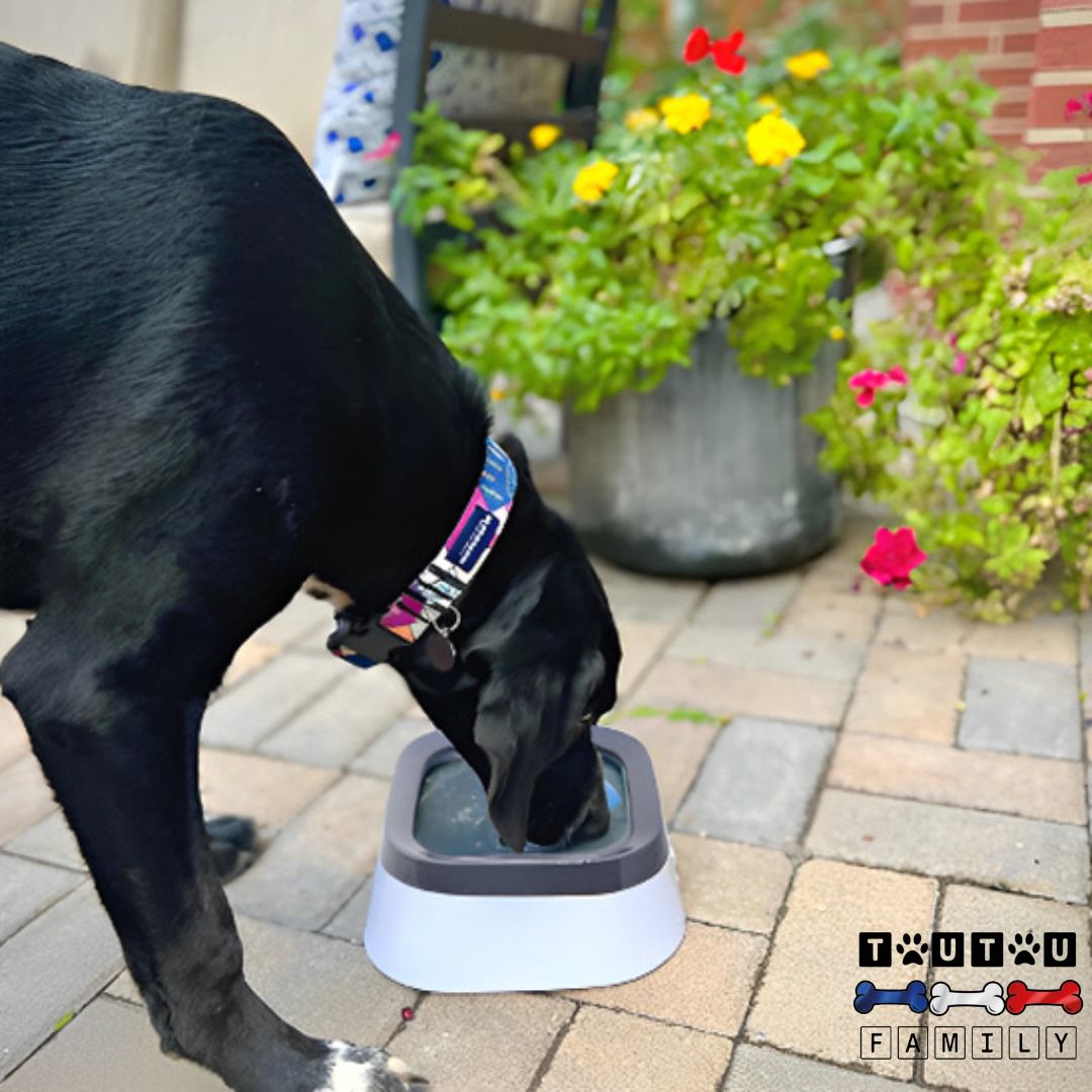 Gamelle d'eau pour chien anti éclaboussure - ImpecToutou™
