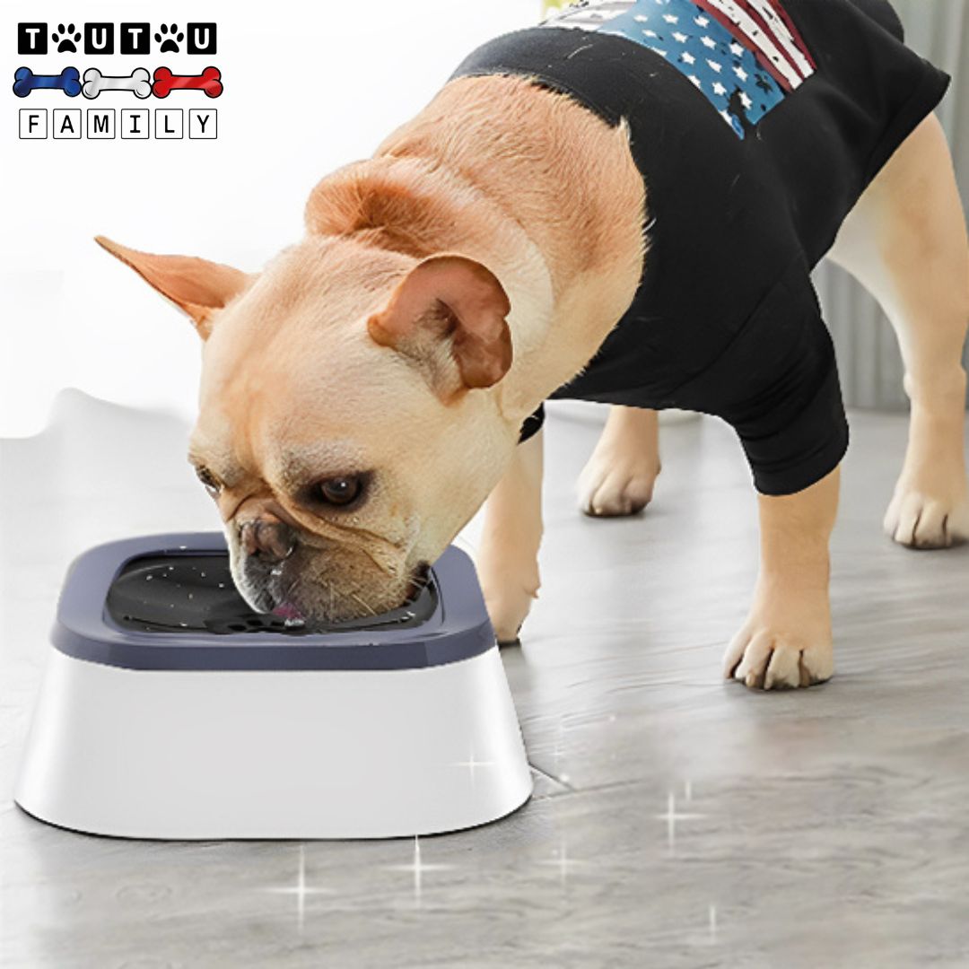 Gamelle d'eau pour chien anti éclaboussure - ImpecToutou™