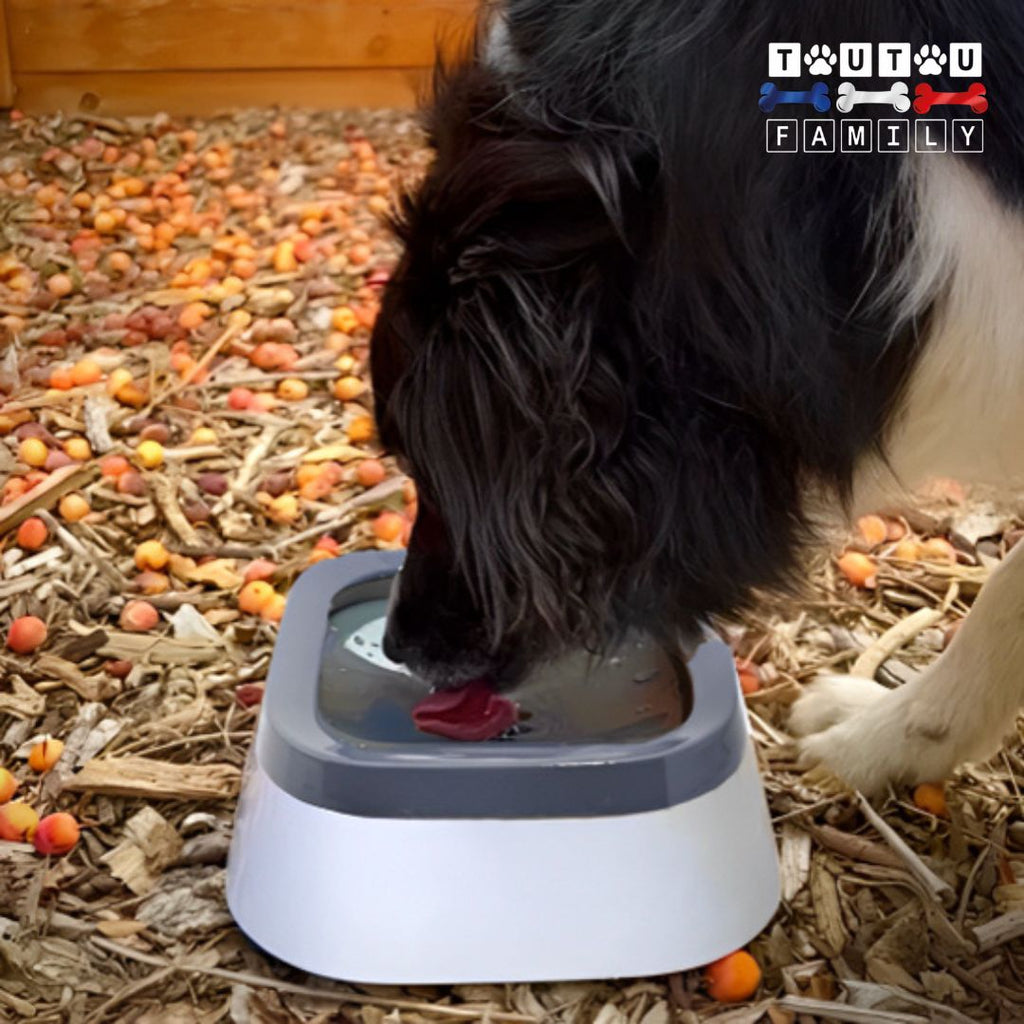 Gamelle d'eau pour chien anti éclaboussure - ImpecToutou™