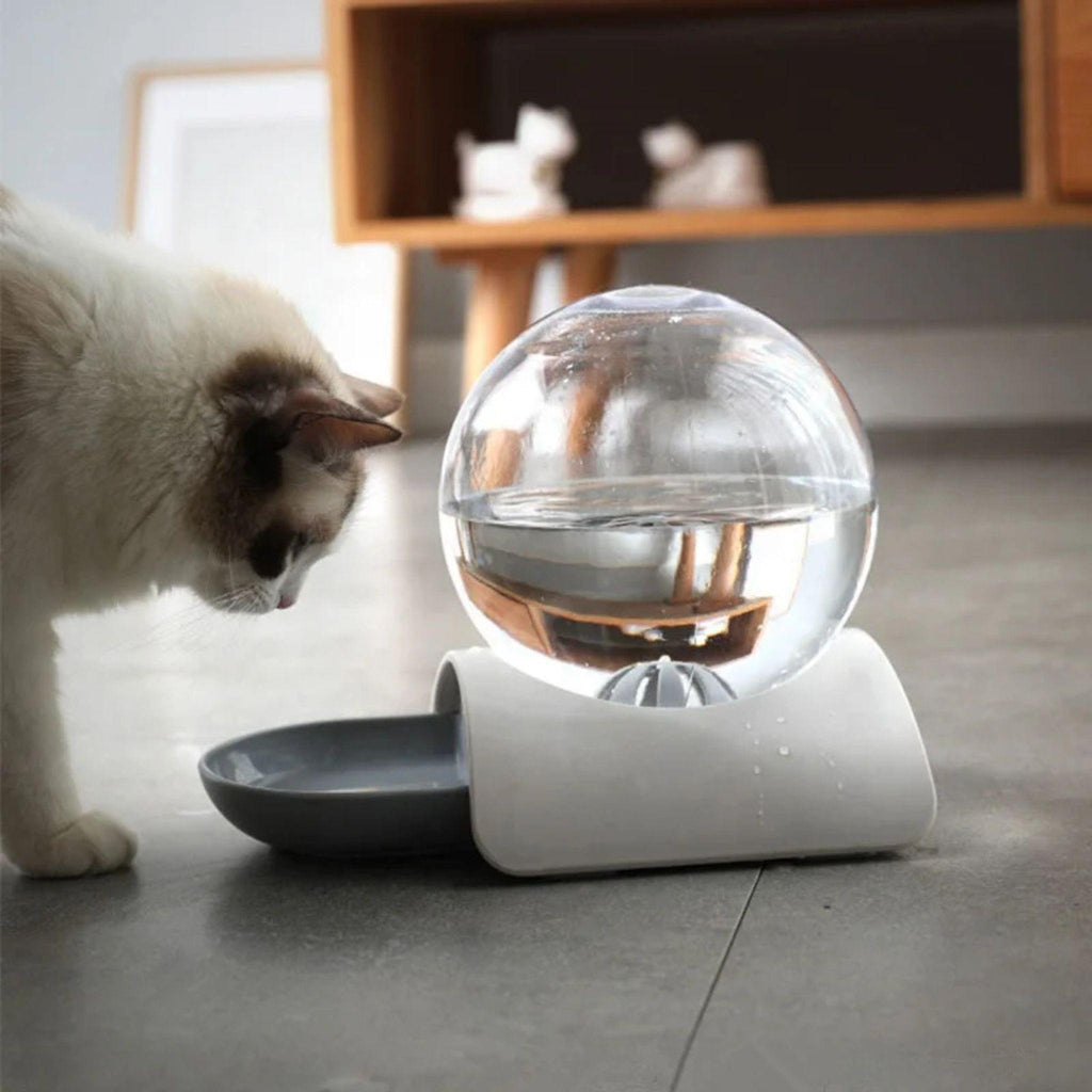 gamelle eau chat | ChatOasis