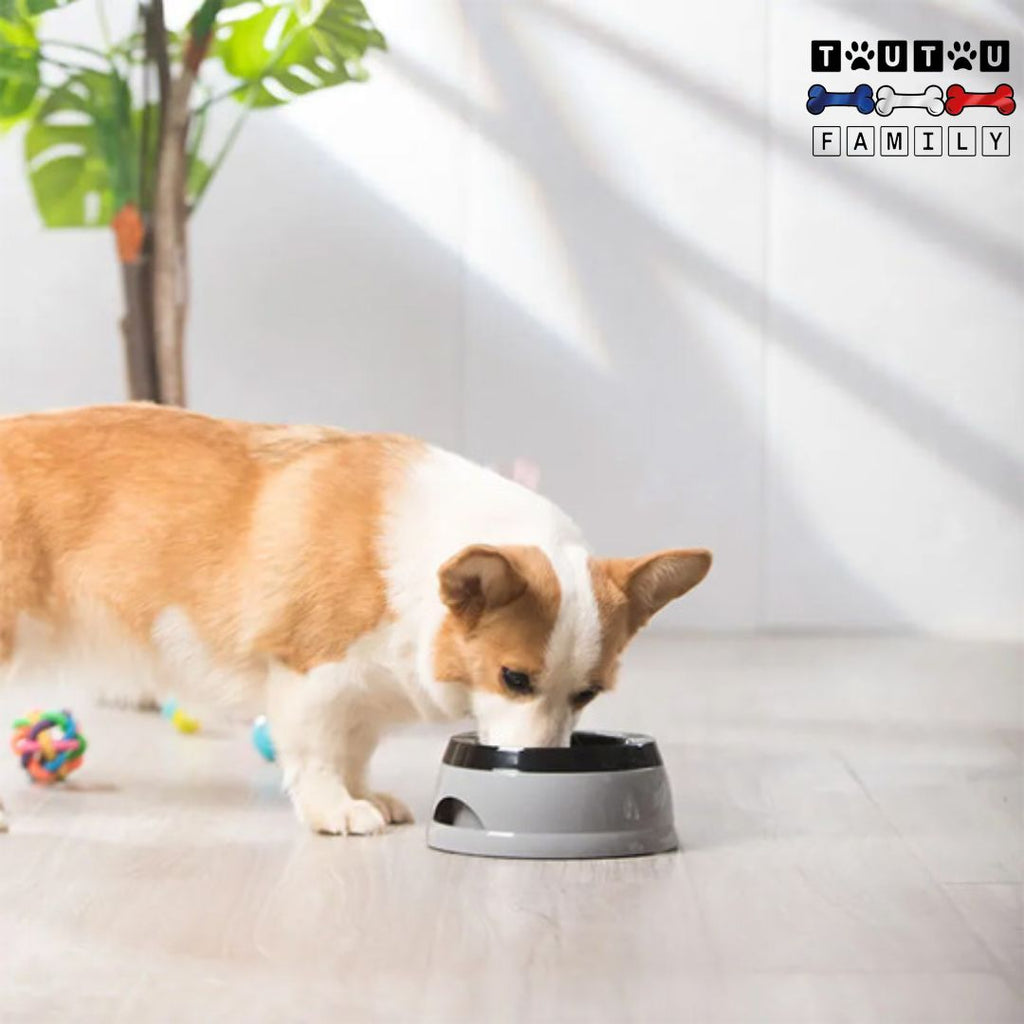 Gamelle eau chien anti renversement - StableToutou™