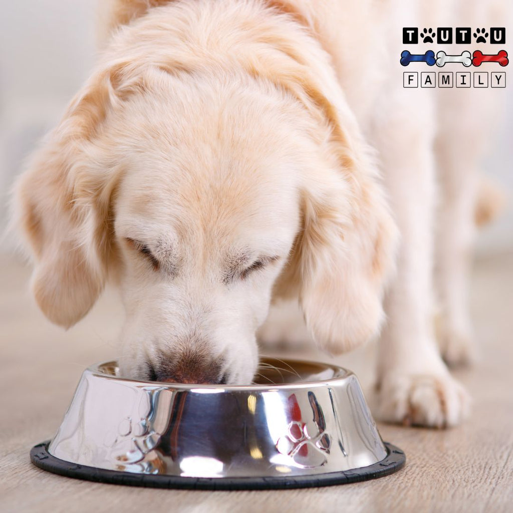 Gamelle en inox pour chien (lot de 2) - BolsToutou™
