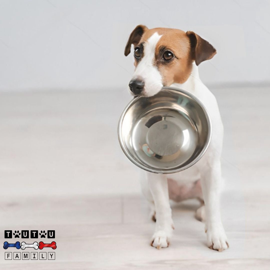 Gamelle en Inox pour chien (Lot de 2) - HygiéniqueToutou
