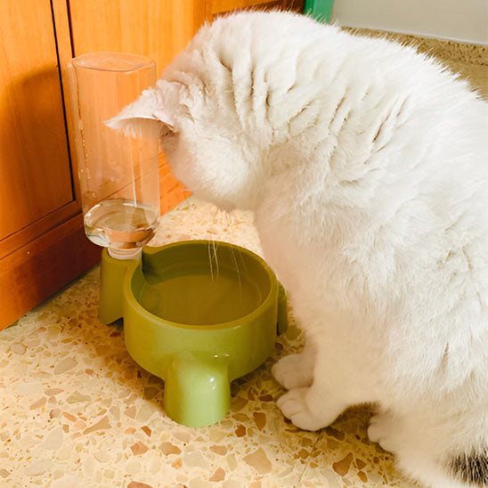 gamelle pour chat surélevée eau
