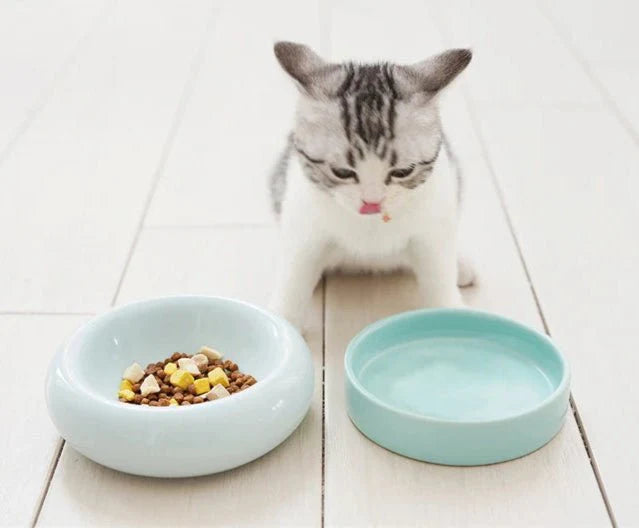 Gamelle pour chat céramique surélevée – Oscar et Plume