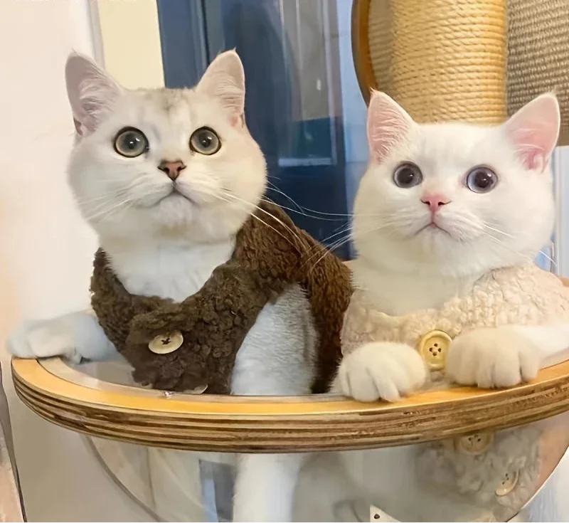 Gilet Chaud Effet Laine Agneau Pour Chat