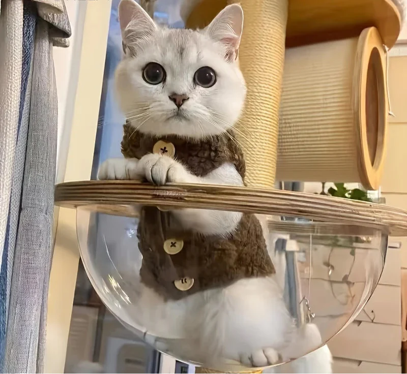 Chat portant un gilet chaud pour chat avec boutons en bois dans un arbre à chat en verre