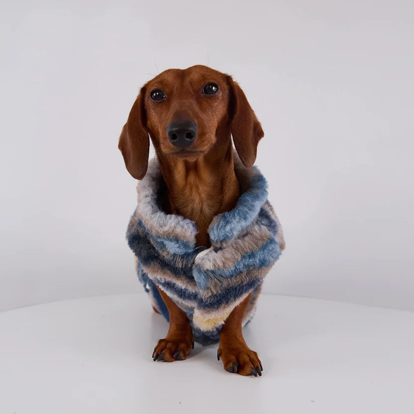 Teckel portant un gilet chaud pour teckel en fourrure avec des motifs colorés