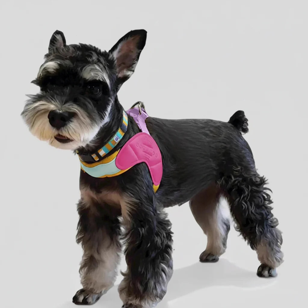 Harnais Confortable Pour Petit Chien