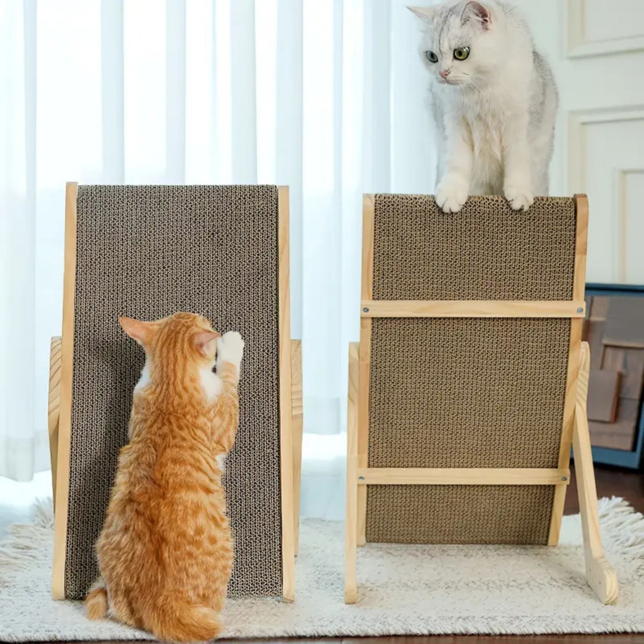griffoir chat carton | LIT GRIFF'