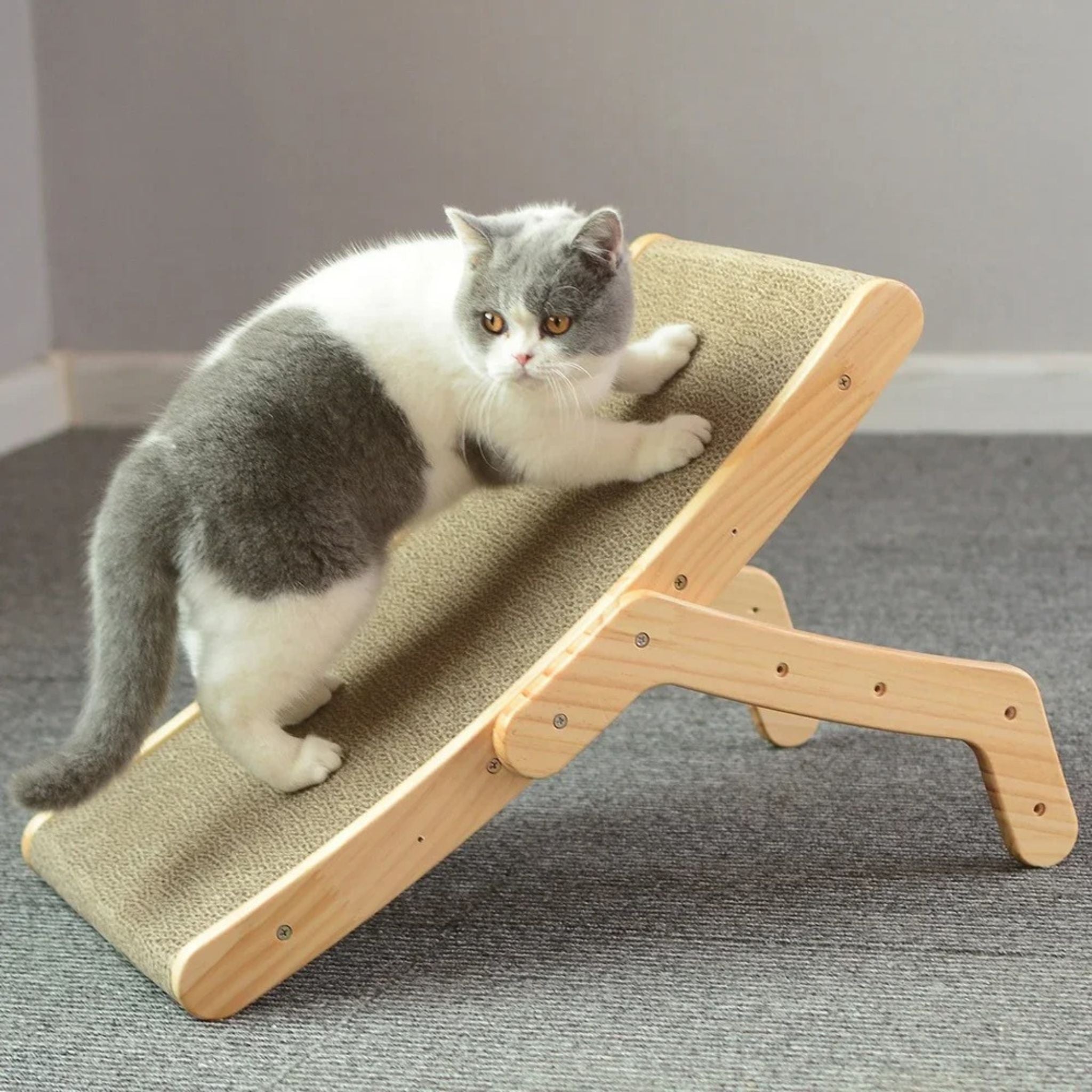 griffoir chat carton | LIT GRIFF'