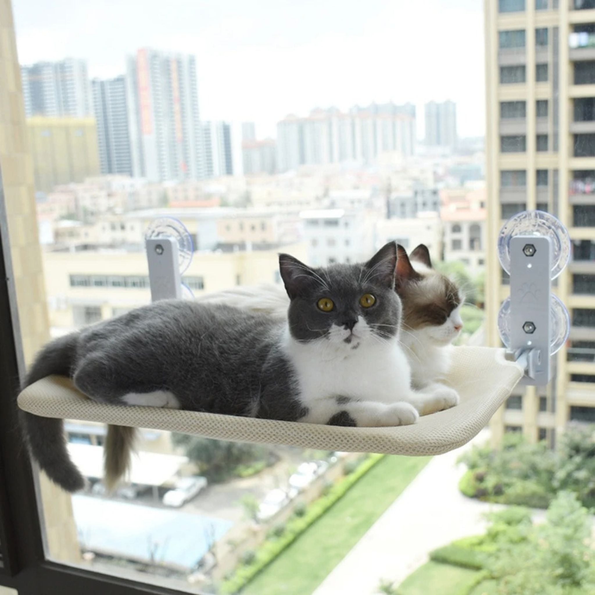 hamac chat |HAMAC SUCKER CAT