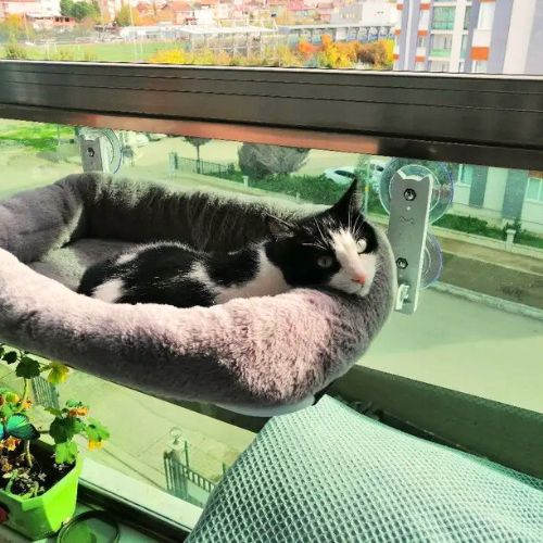 hamac chat fenetre avec coussin