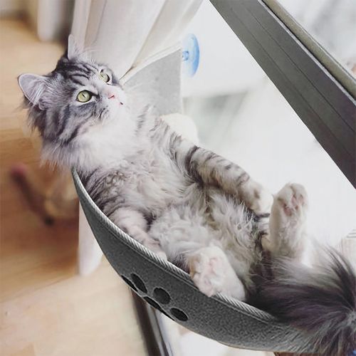 hamac chat fenetre gris