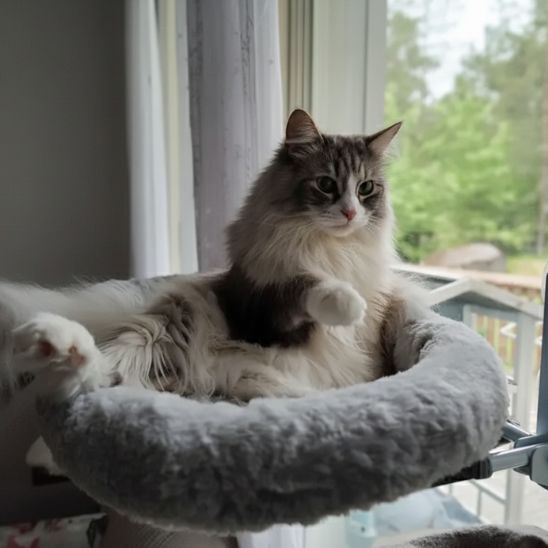 hamac chat fenetre avec coussin