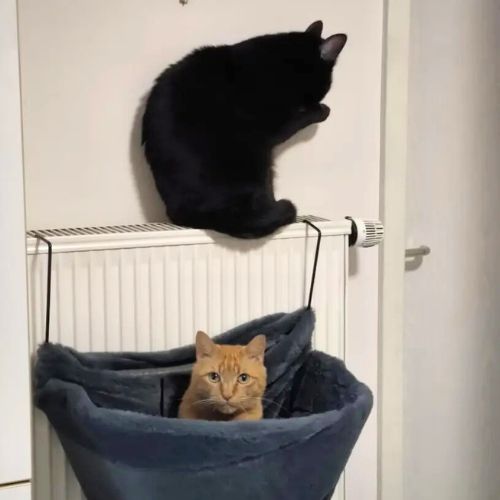 hamac chat pour radiateur luxueux