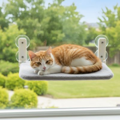 hamac chat |HAMAC SUCKER CAT