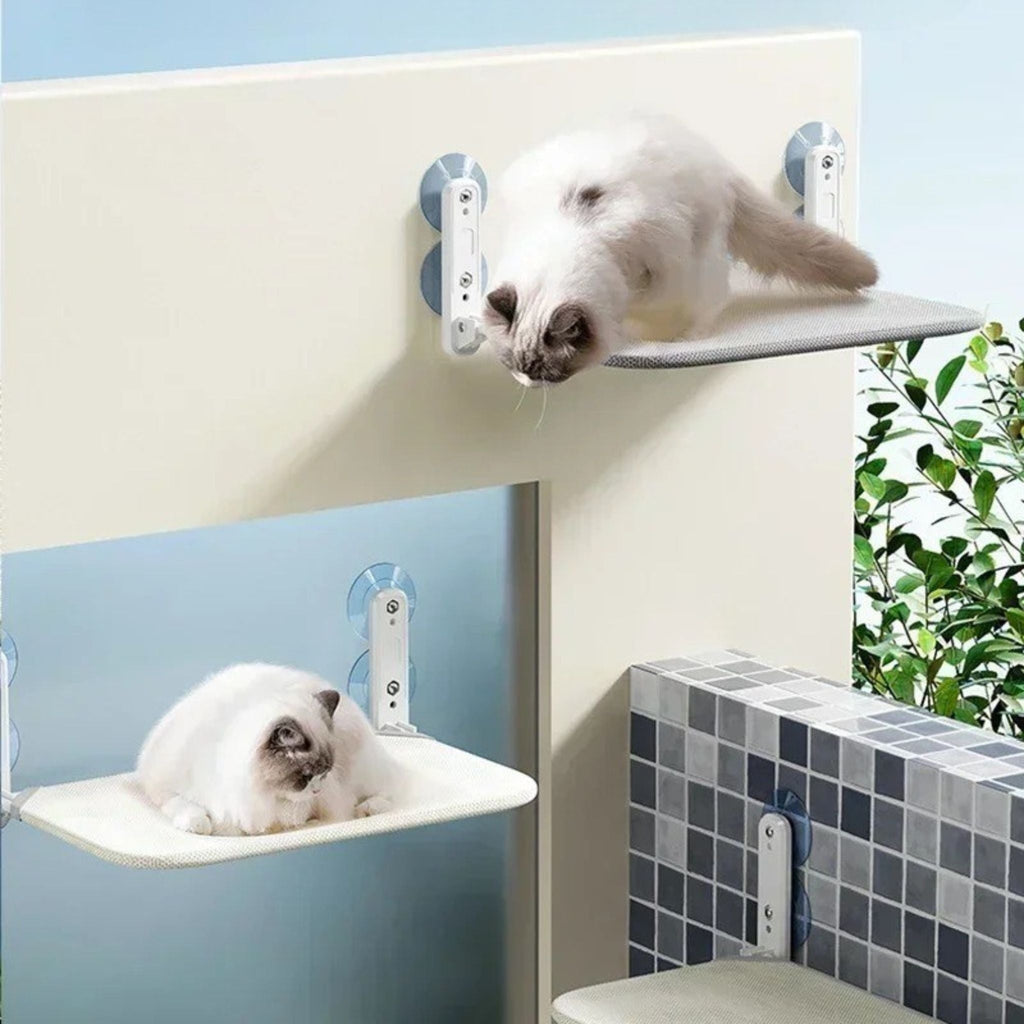 hamac chat |HAMAC SUCKER CAT