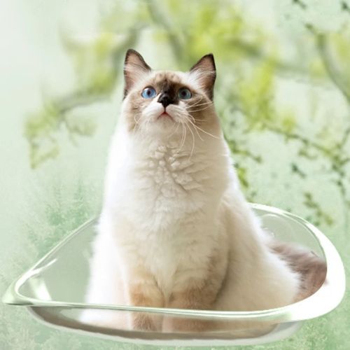 hamac pour chat fenetre transparent